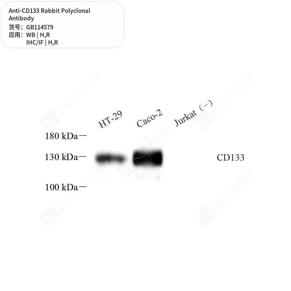 Антитела первичные, поликлональные кролика к CD133 крысы, человека, 50 мкл