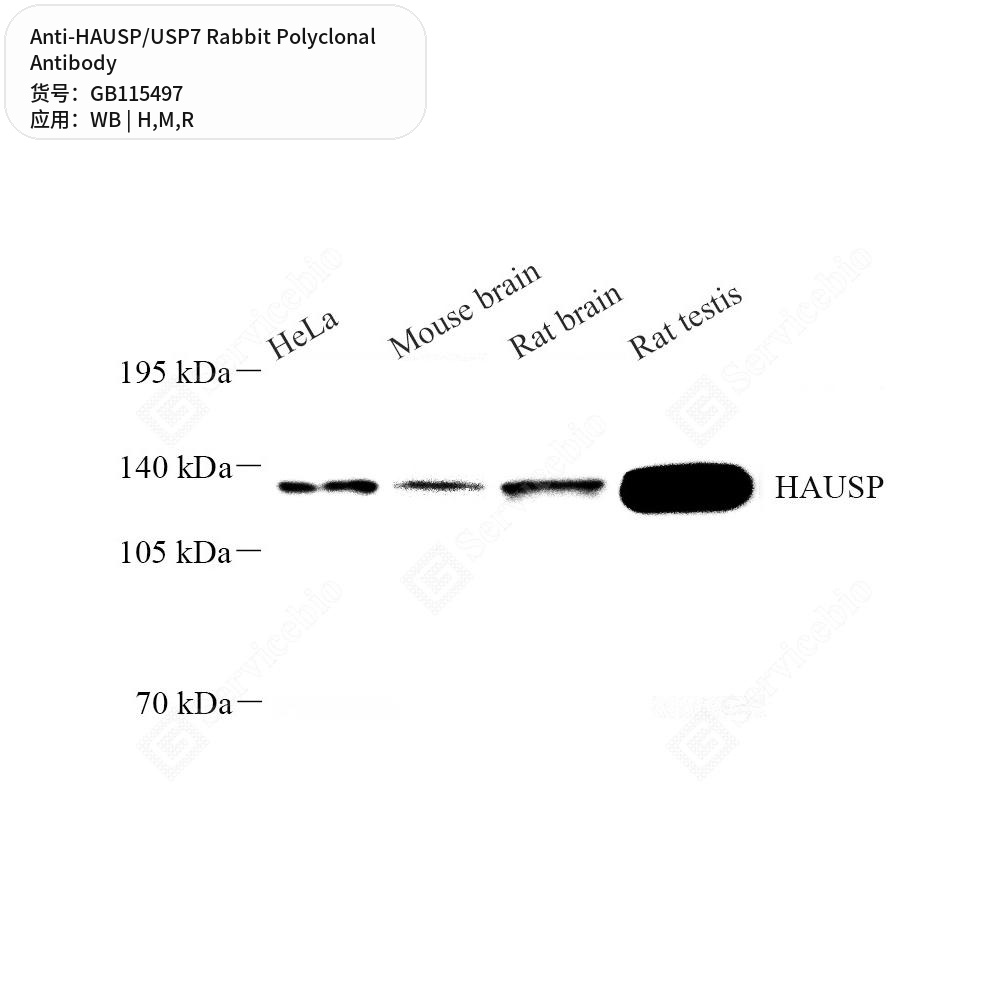 Антитела первичные, поликлональные кролика к HAUSP/USP7 крысы, мыши, человека, 50 мкл