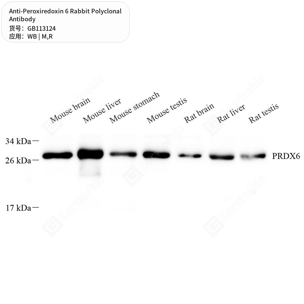 Антитела первичные, поликлональные кролика к Peroxiredoxin 6 крысы, мыши, 50 мкл
