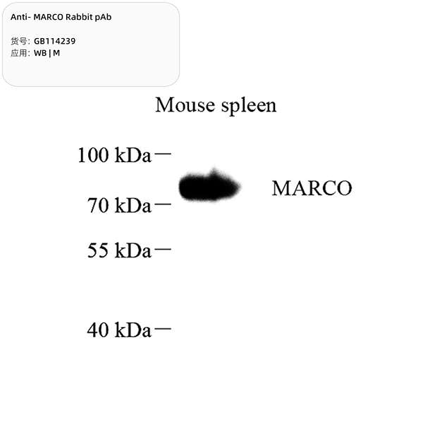 Антитела первичные, поликлональные, MARCO, 100 мкл