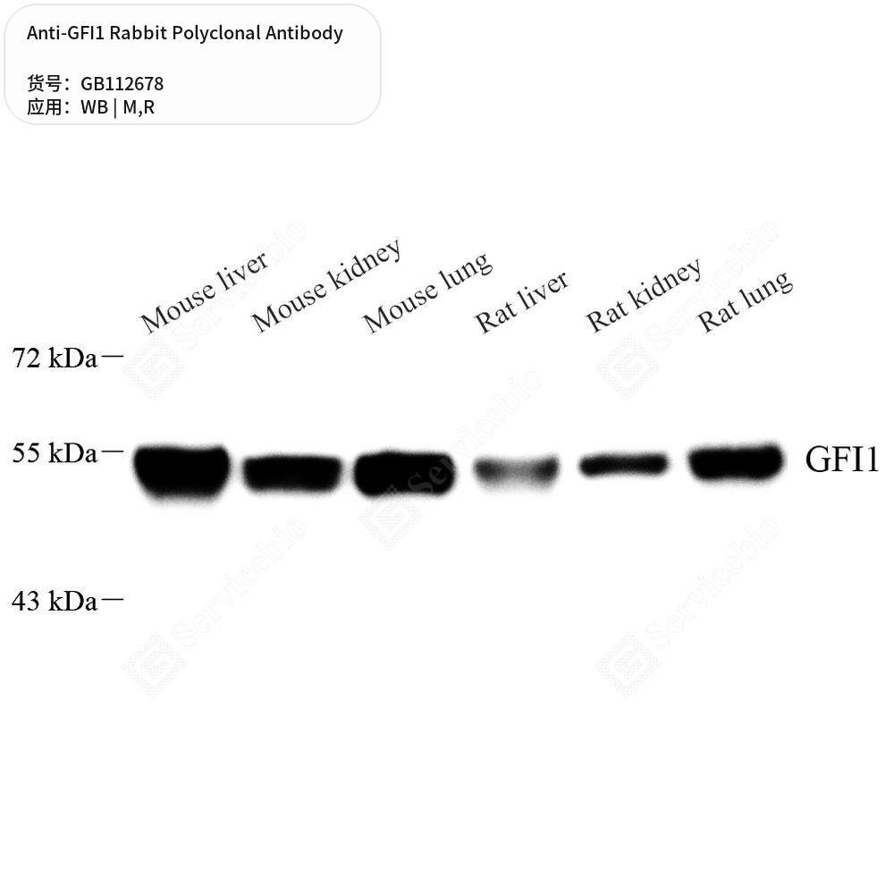 Антитела первичные, поликлональные кролика к GFI1 крысы, мыши, 100 мкл