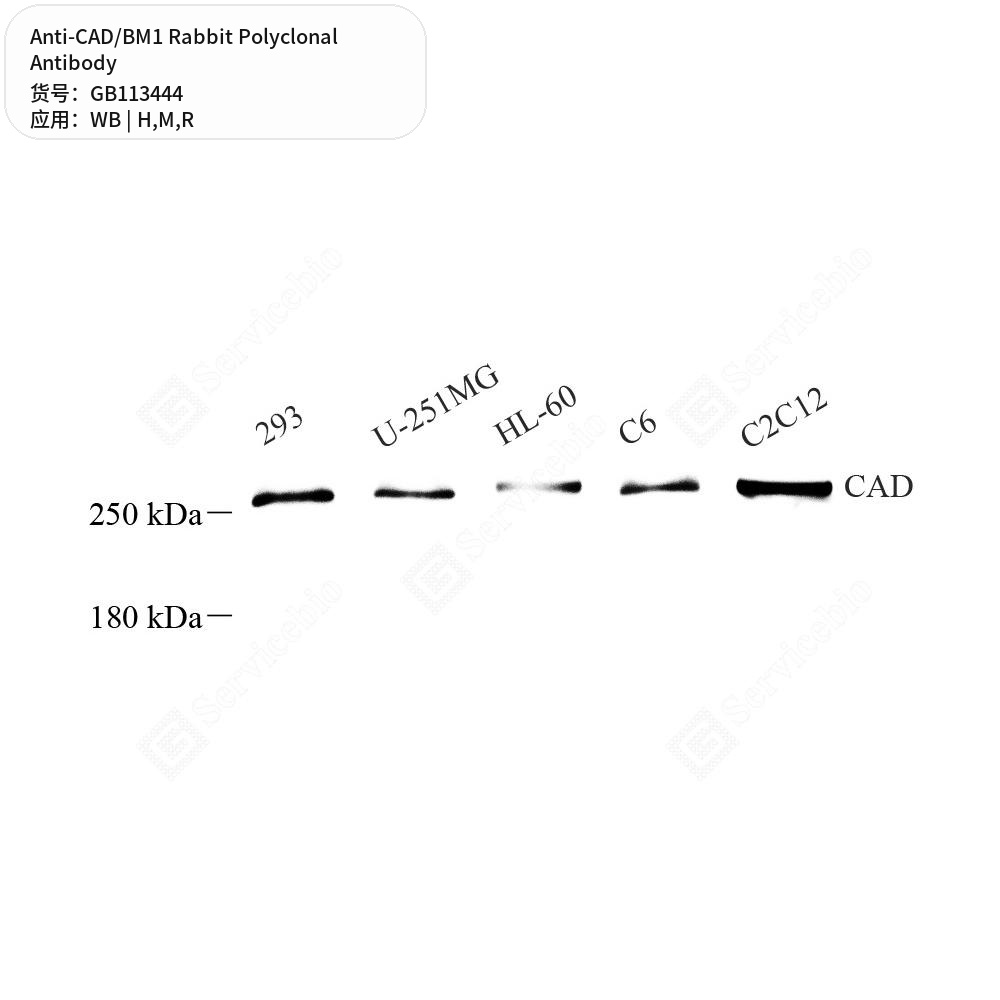 Антитела первичные, поликлональные кролика к CAD/BM1 крысы, мыши, человека, 100 мкл