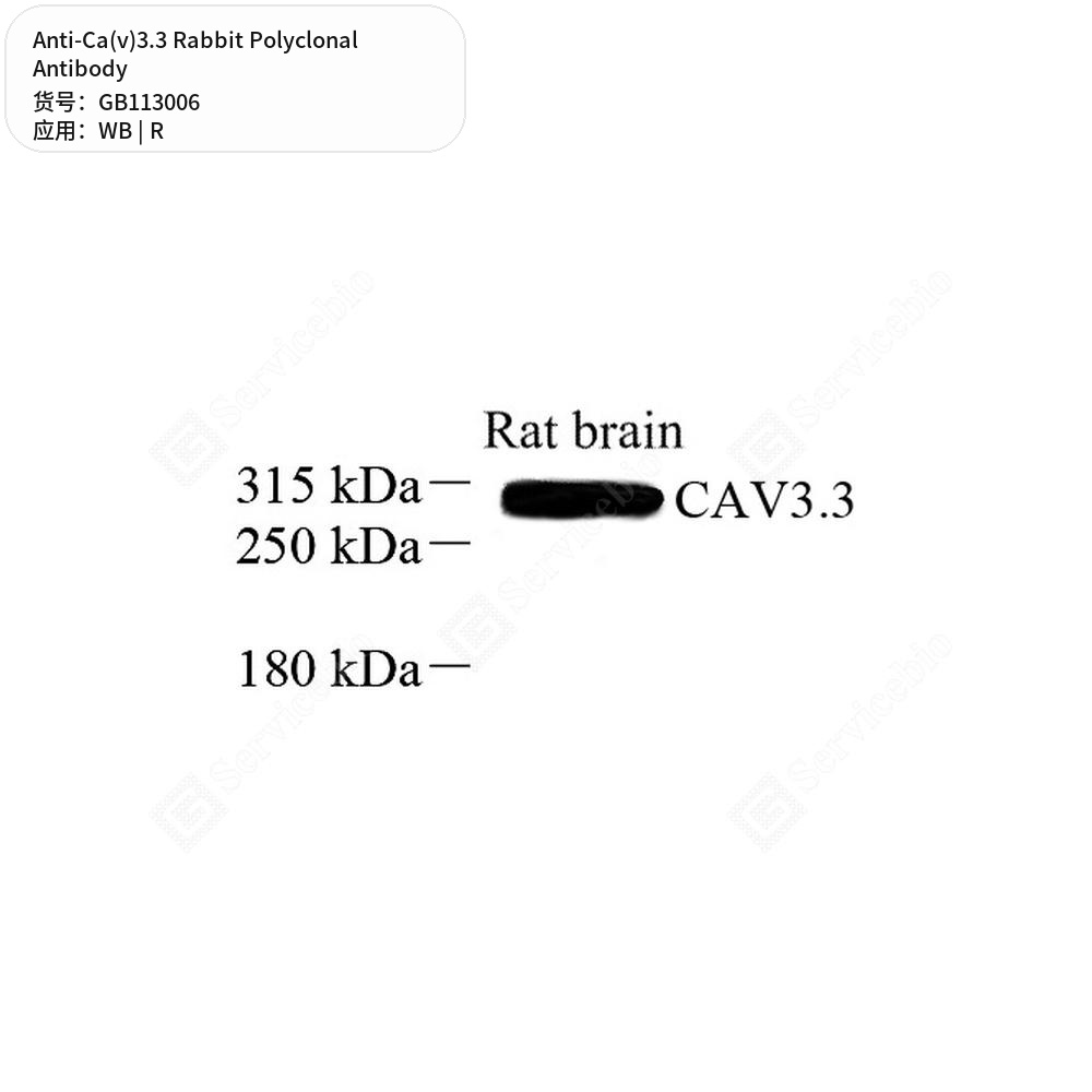 Антитела первичные, поликлональные кролика к Ca(v)3.3 крысы, 100 мкл