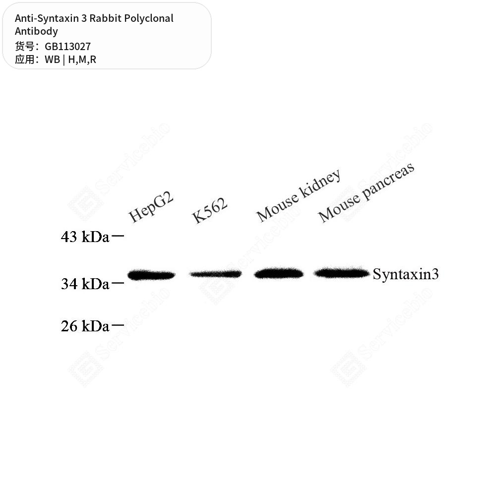 Антитела первичные, поликлональные кролика к Syntaxin 3 крысы, мыши, человека, 50 мкл