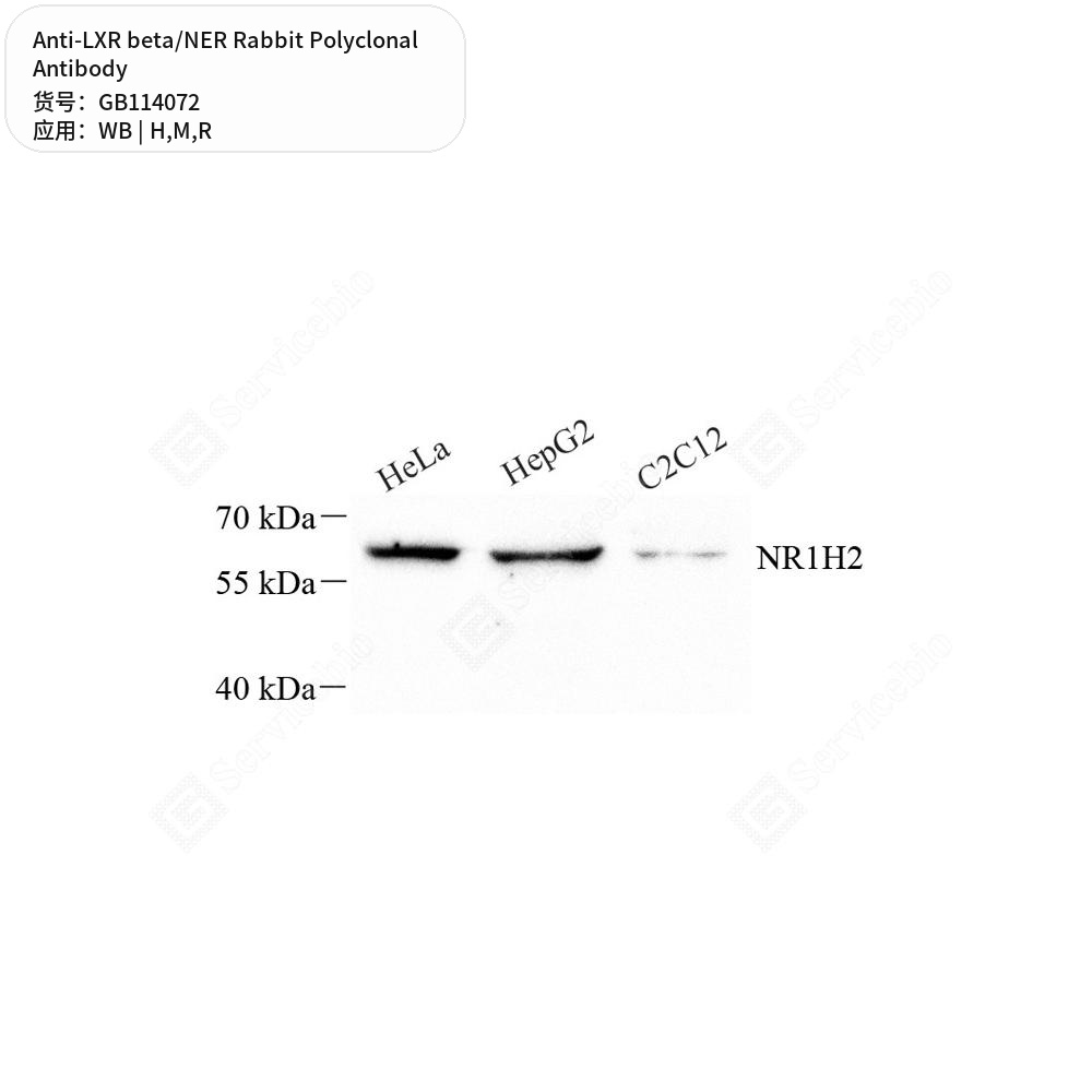 Антитела первичные, поликлональные кролика к LXR beta/NER крысы, мыши, человека, 50 мкл