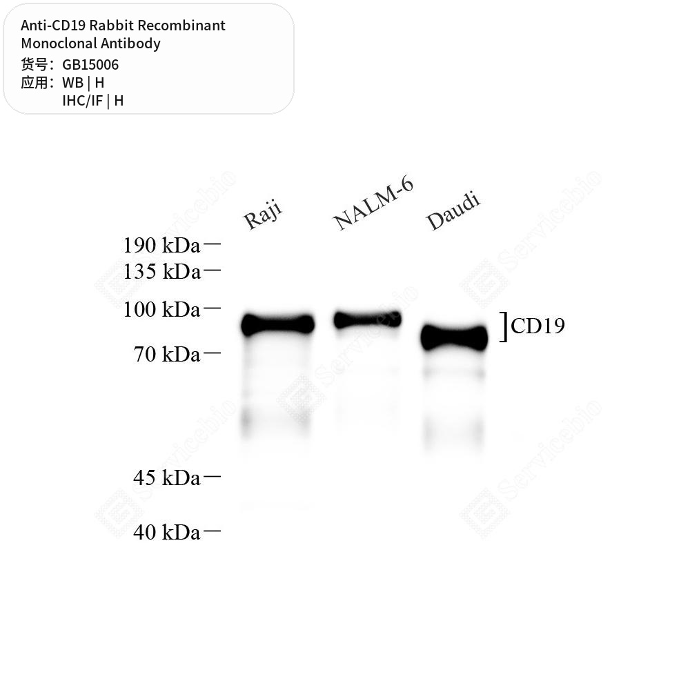 Антитела первичные, моноклональные кролика к CD19 человека, 50 мкл