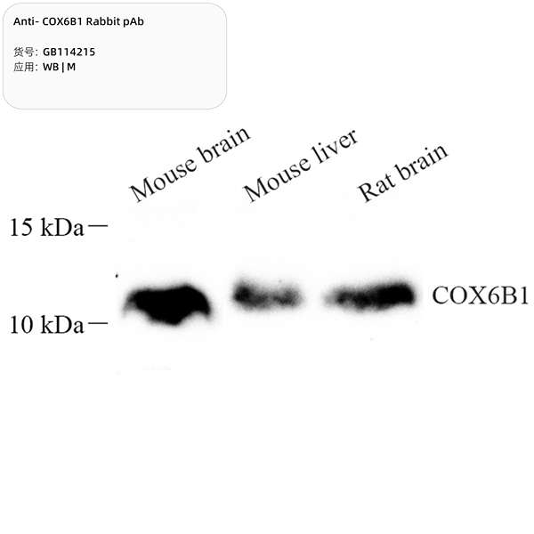 Антитела первичные, поликлональные, COX6B1, 100 мкл