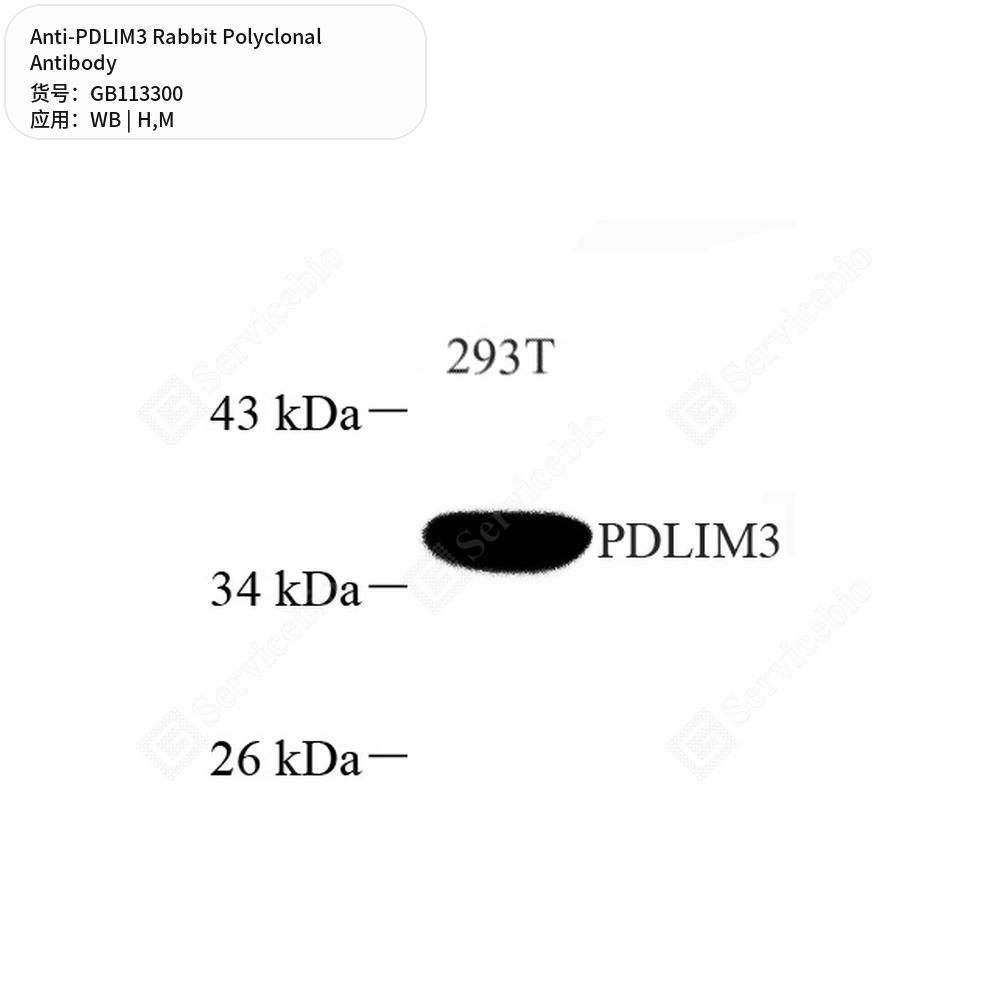 Антитела первичные, поликлональные кролика к PDLIM3 мыши, человека, 50 мкл