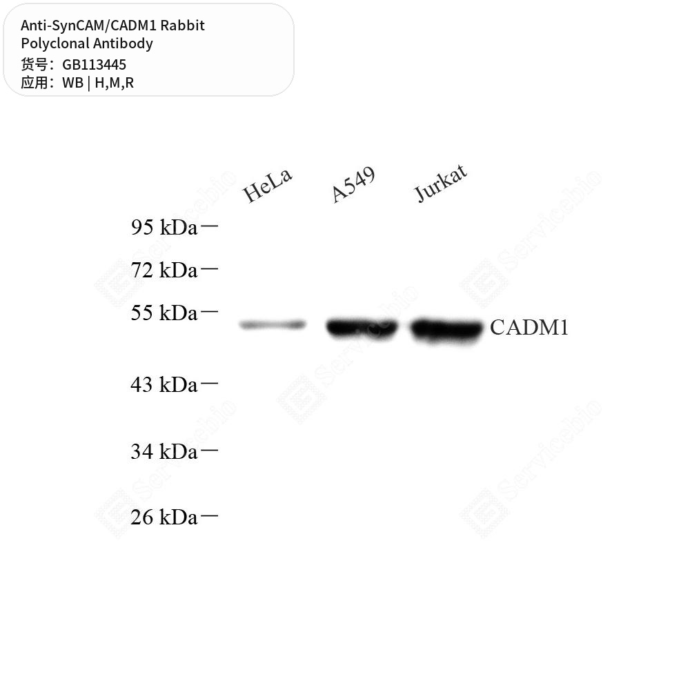 Антитела первичные, поликлональные кролика к SynCAM/CADM1 крысы, мыши, человека, 100 мкл