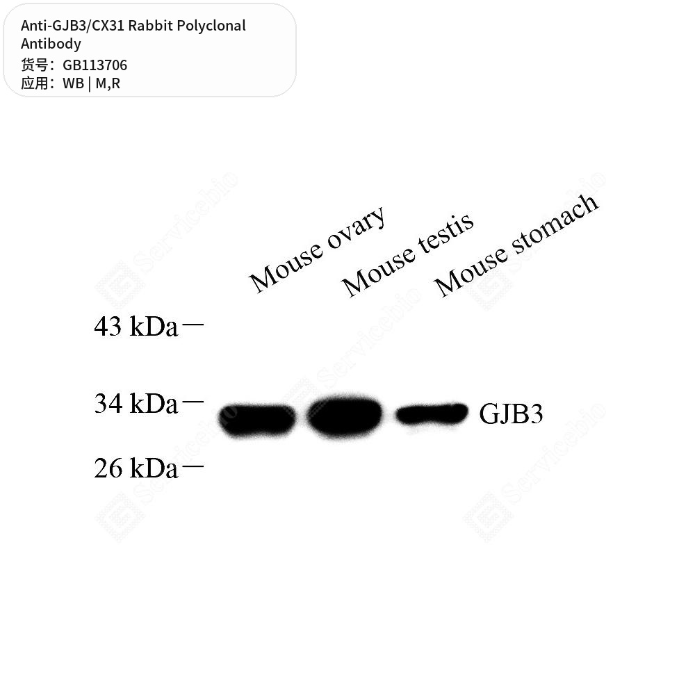 Антитела первичные, поликлональные кролика к GJB3/CX31 крысы, мыши, 50 мкл