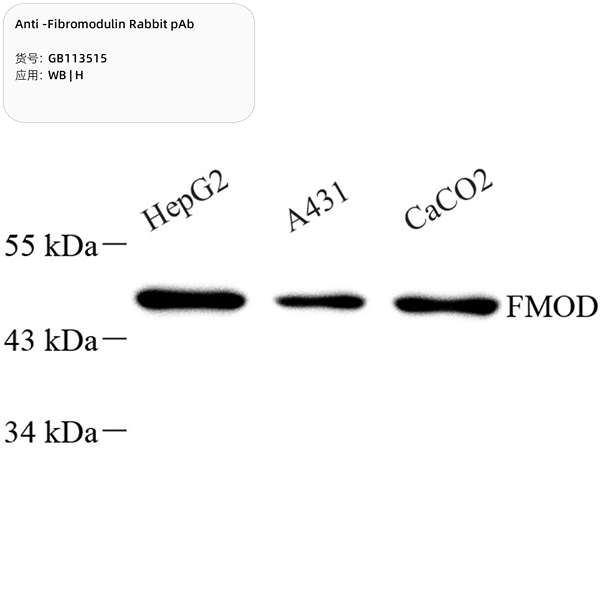 Антитела первичные, поликлональные, Fibromodulin, 100 мкл
