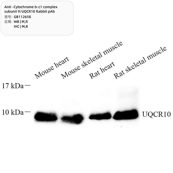 Антитела первичные, поликлональные, Cytochrome b-c1 complex subunit 9/UQCR10, 100 мкл