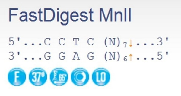 Эндонуклеаза рестрикции ускоренного гидролиза FastDigest MnlI (IIs class), 50 реакций