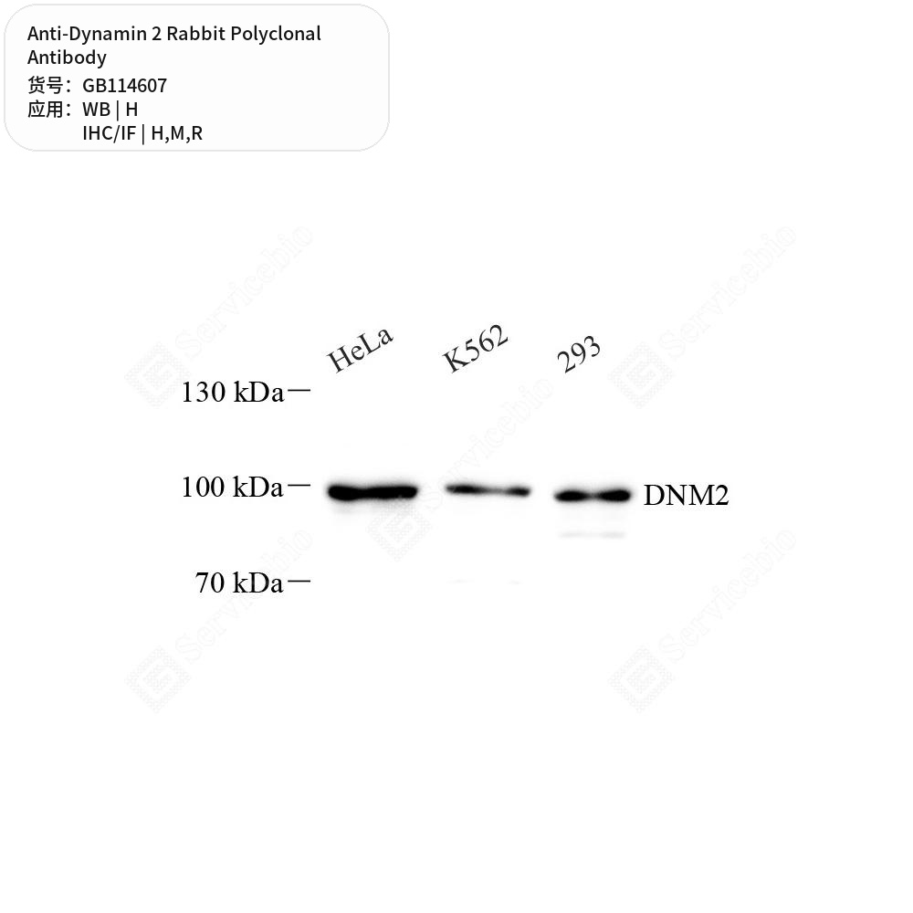 Антитела первичные, поликлональные кролика к Dynamin 2 крысы, мыши, человека, 50 мкл