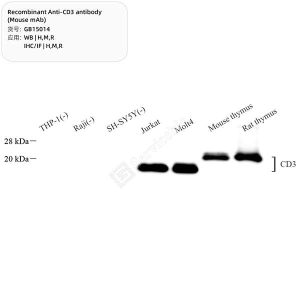 Антитела первичные, моноклональные, CD3, 100 мкл