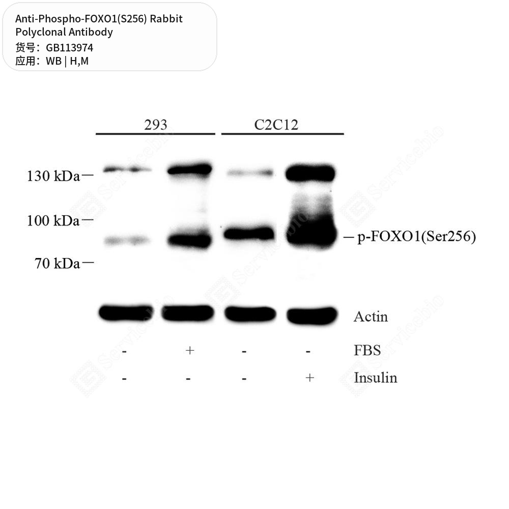 Антитела первичные, поликлональные кролика к Phospho-FOXO1(S256) мыши, человека, 100 мкл