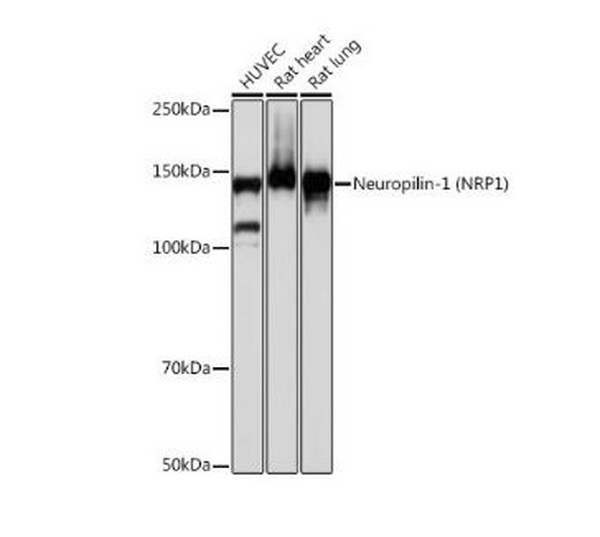 Антитела первичные, моноклональные Neuropilin-1 (ARC0488), 100 мкл