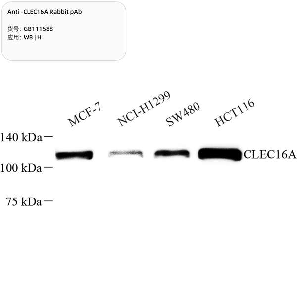 Антитела первичные, поликлональные, CLEC16A, 100 мкл