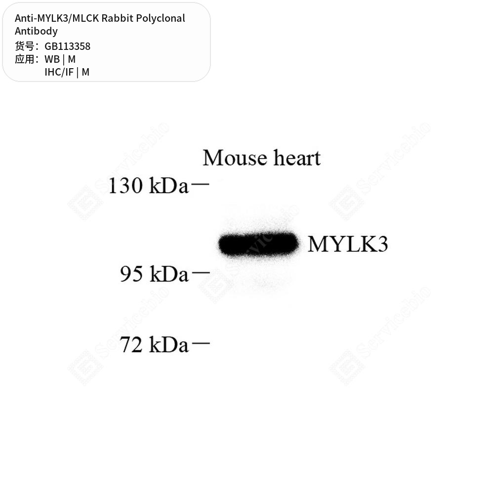 Антитела первичные, поликлональные кролика к MYLK3/MLCK мыши, 100 мкл