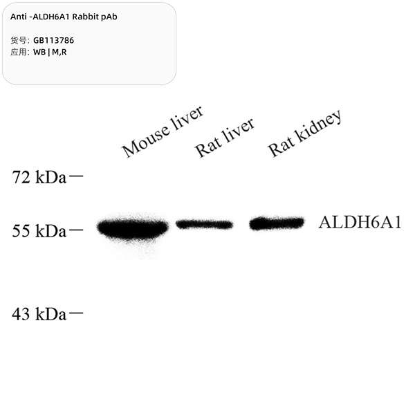 Антитела первичные, поликлональные, ALDH6A1, 100 мкл