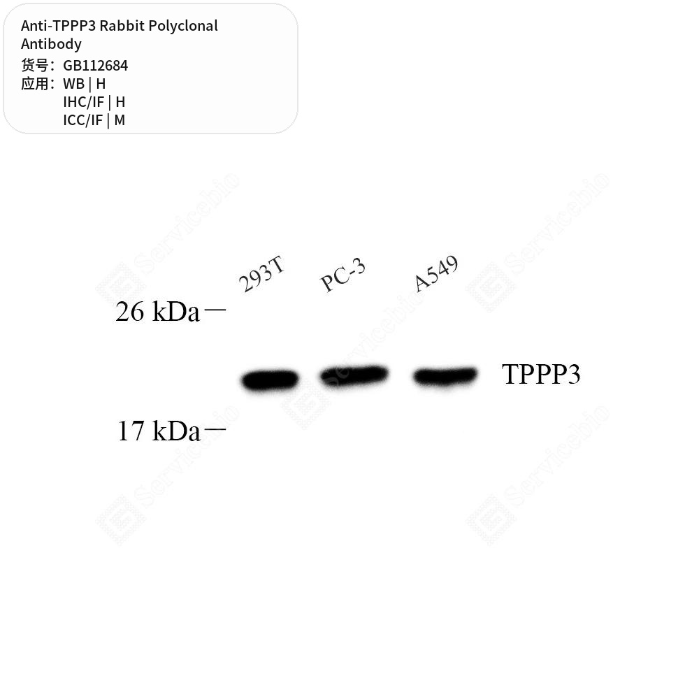 Антитела первичные, поликлональные кролика к TPPP3 мыши, человека, 100 мкл