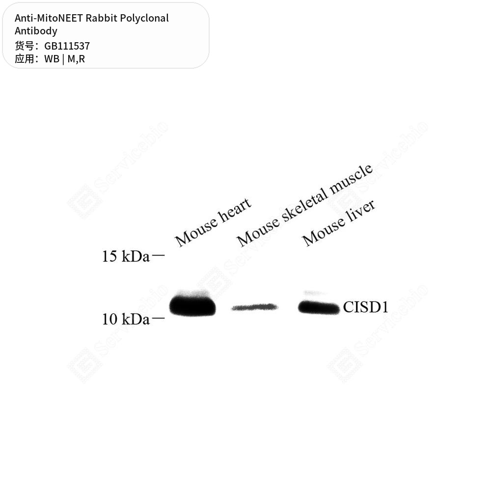 Антитела первичные, поликлональные кролика к MitoNEET крысы, мыши, 100 мкл