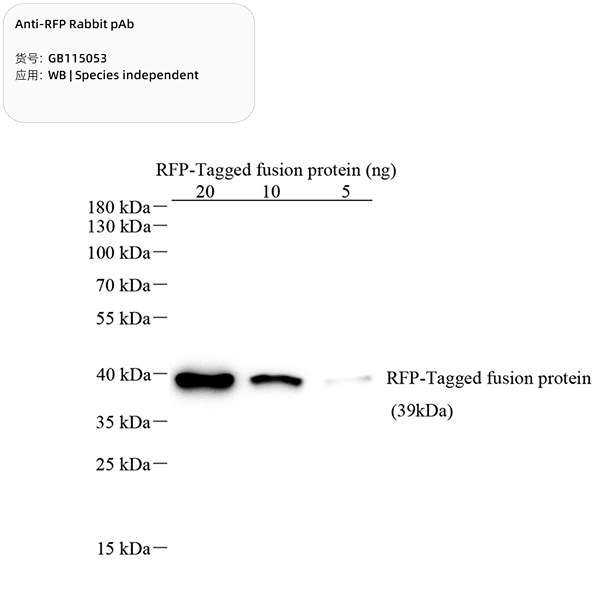 Антитела первичные, поликлональные, RFP, 100 мкл