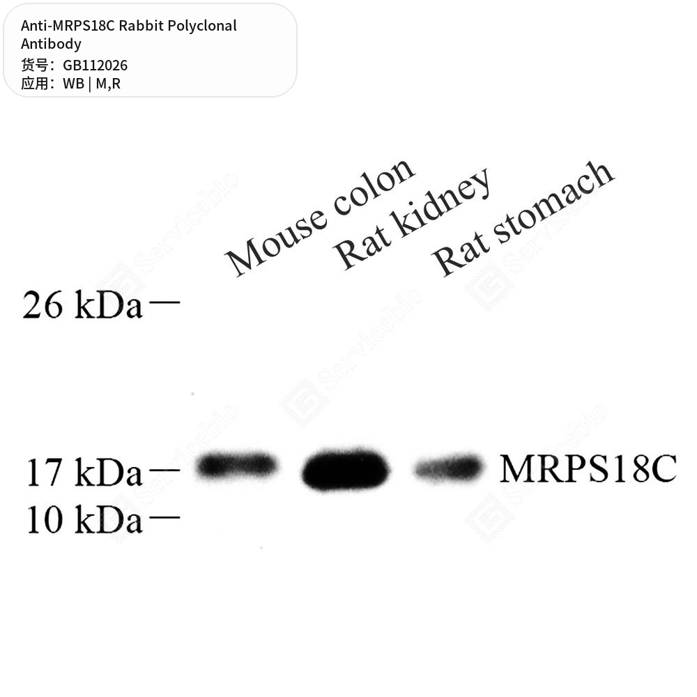 Антитела первичные, поликлональные кролика к MRPS18C крысы, мыши, 100 мкл