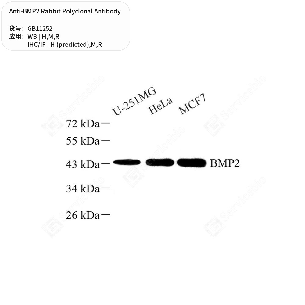 Антитела первичные, поликлональные кролика к BMP2 крысы, мыши, человека, 100 мкл