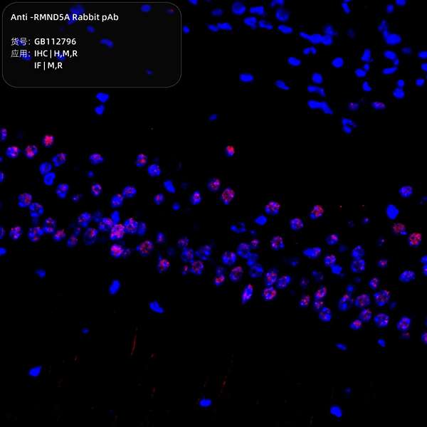 Антитела первичные, поликлональные, RMND5A, 100 мкл