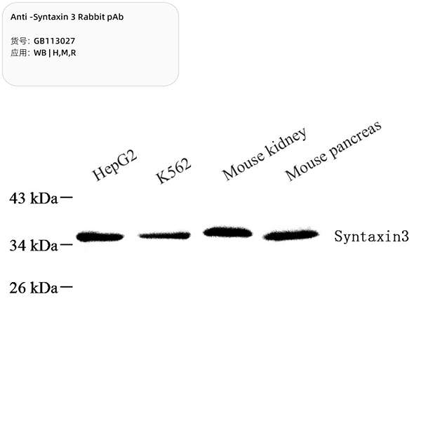 Антитела первичные, поликлональные, Syntaxin 3, 100 мкл
