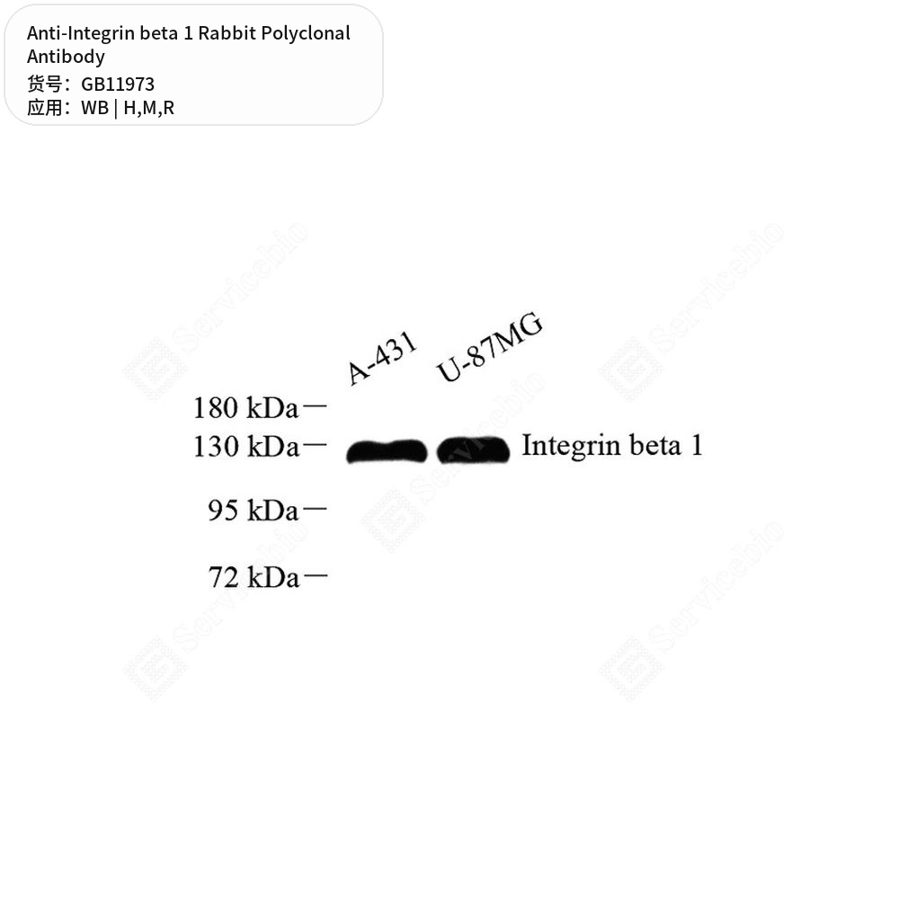 Антитела первичные, поликлональные кролика к Integrin beta 1 крысы, мыши, человека, 50 мкл