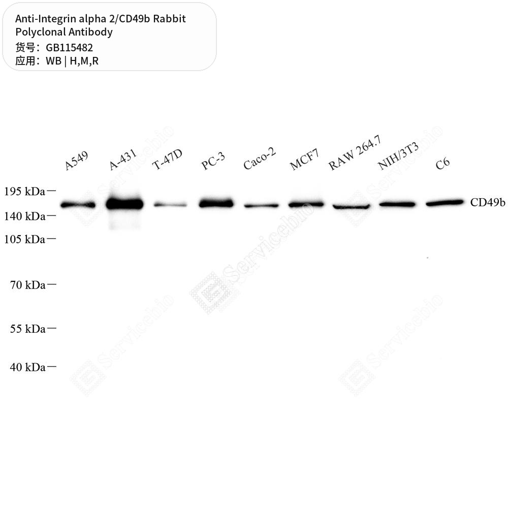 Антитела первичные, поликлональные кролика к Integrin alpha 2/CD49b крысы, мыши, человека, 100 мкл