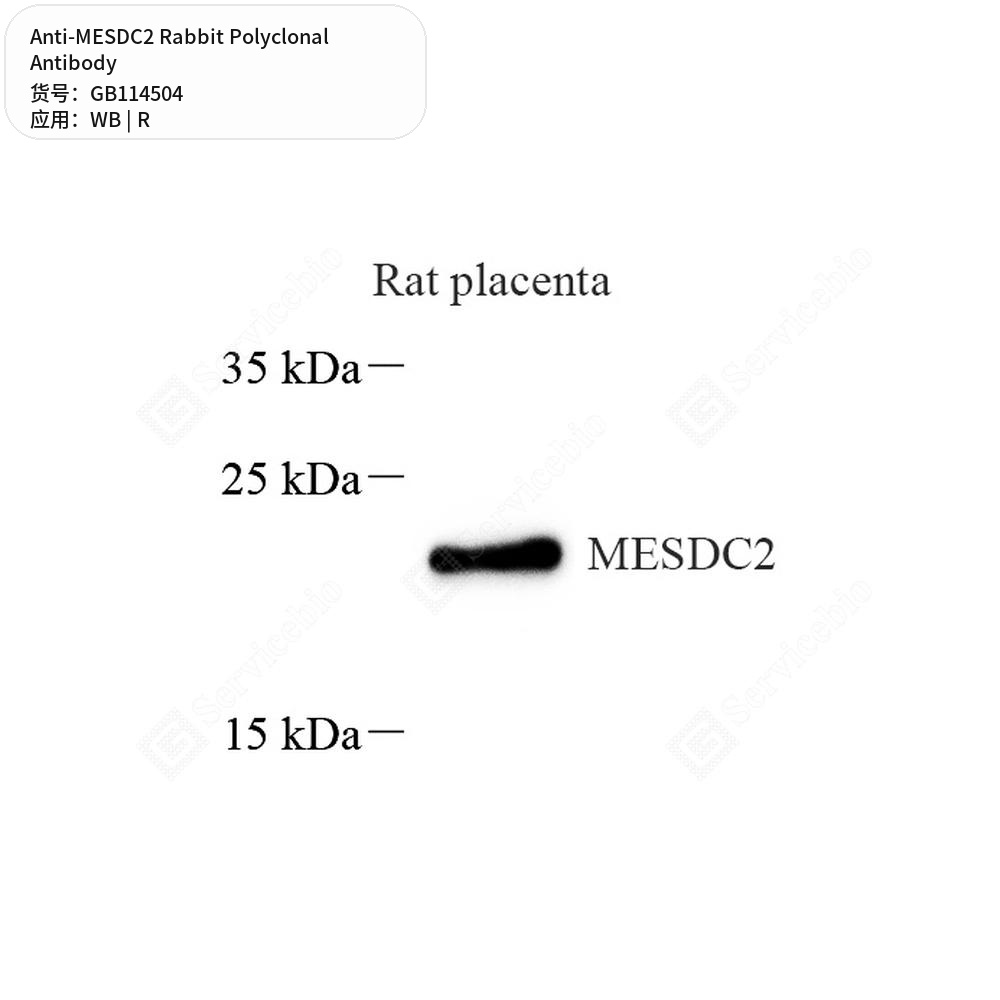 Антитела первичные, поликлональные кролика к MESDC2 крысы, 100 мкл