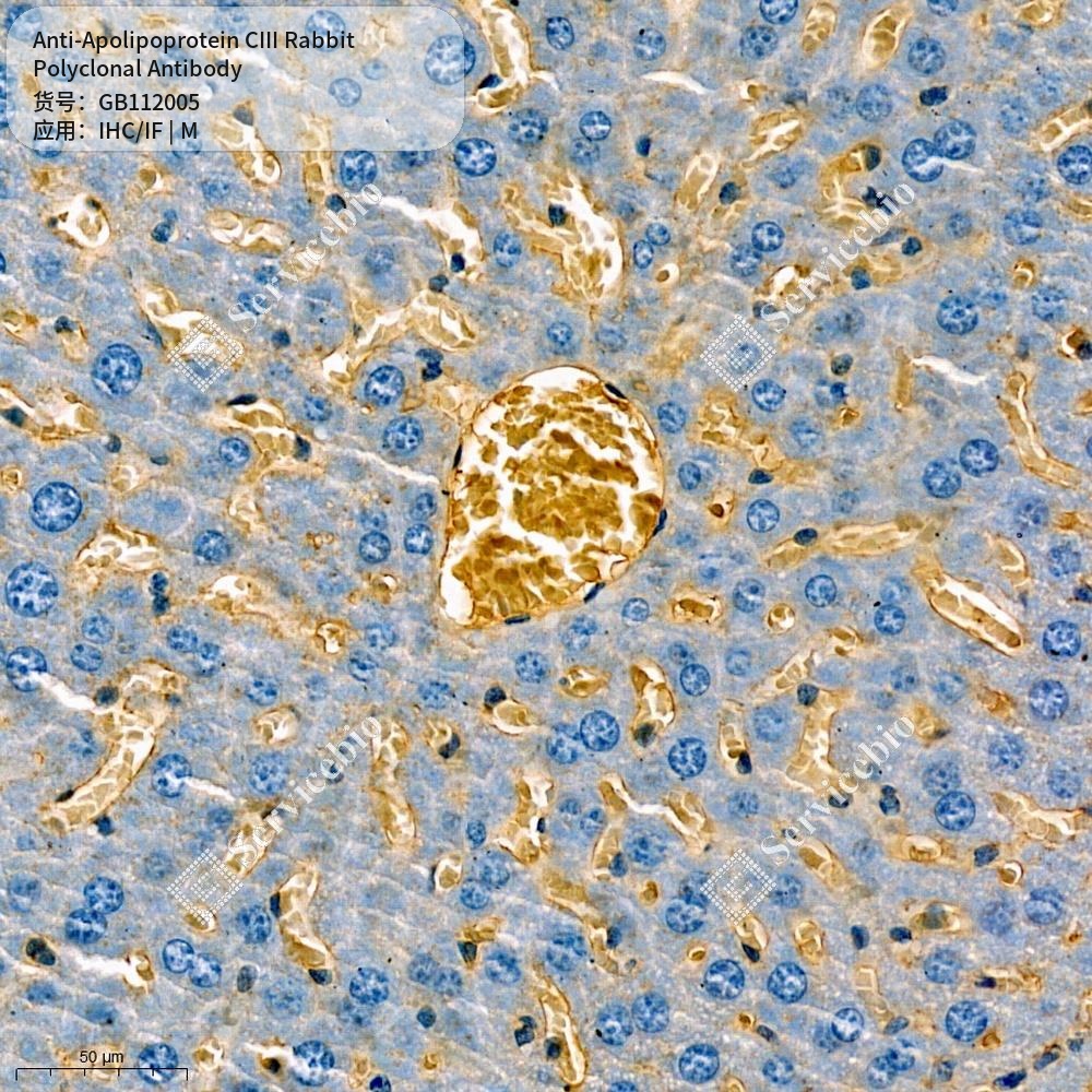 Антитела первичные, поликлональные кролика к Apolipoprotein CIII мыши, 100 мкл