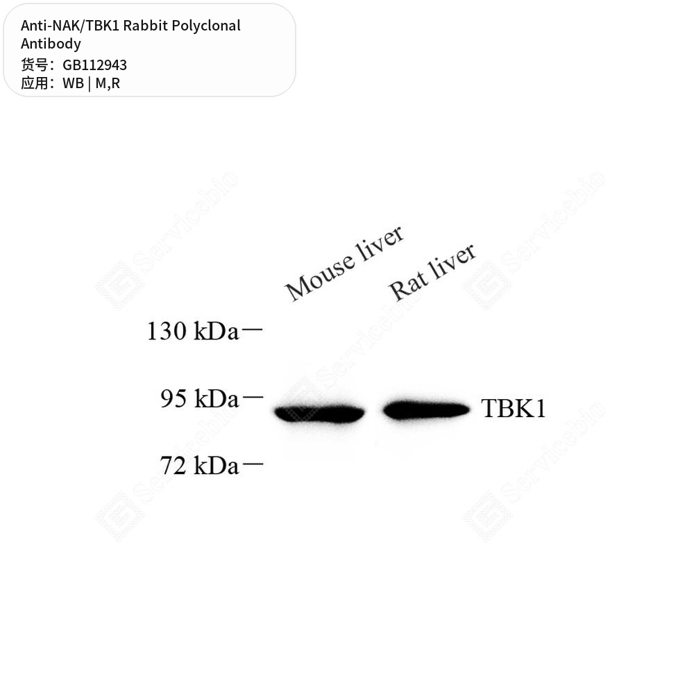 Антитела первичные, поликлональные кролика к NAK/TBK1 крысы, мыши, 100 мкл