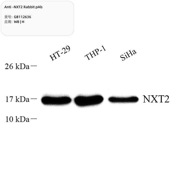 Антитела первичные, поликлональные, NXT2, 100 мкл