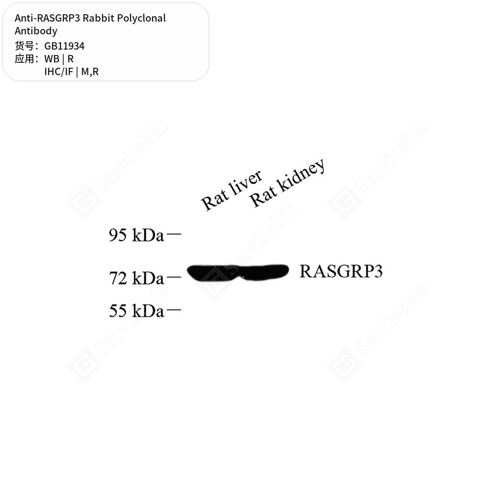Антитела первичные, поликлональные кролика к RASGRP3 крысы, мыши, 50 мкл