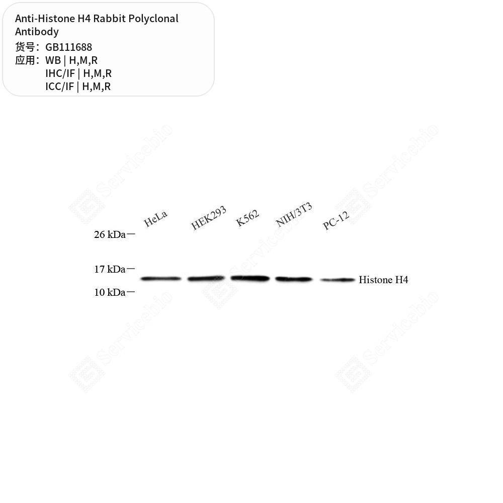 Антитела первичные, поликлональные кролика к Histone H4 крысы, мыши, человека, 100 мкл