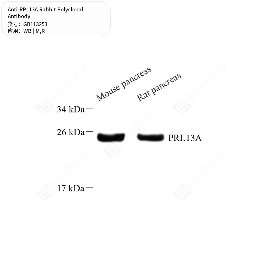 Антитела первичные, поликлональные кролика к RPL13A крысы, мыши, 50 мкл