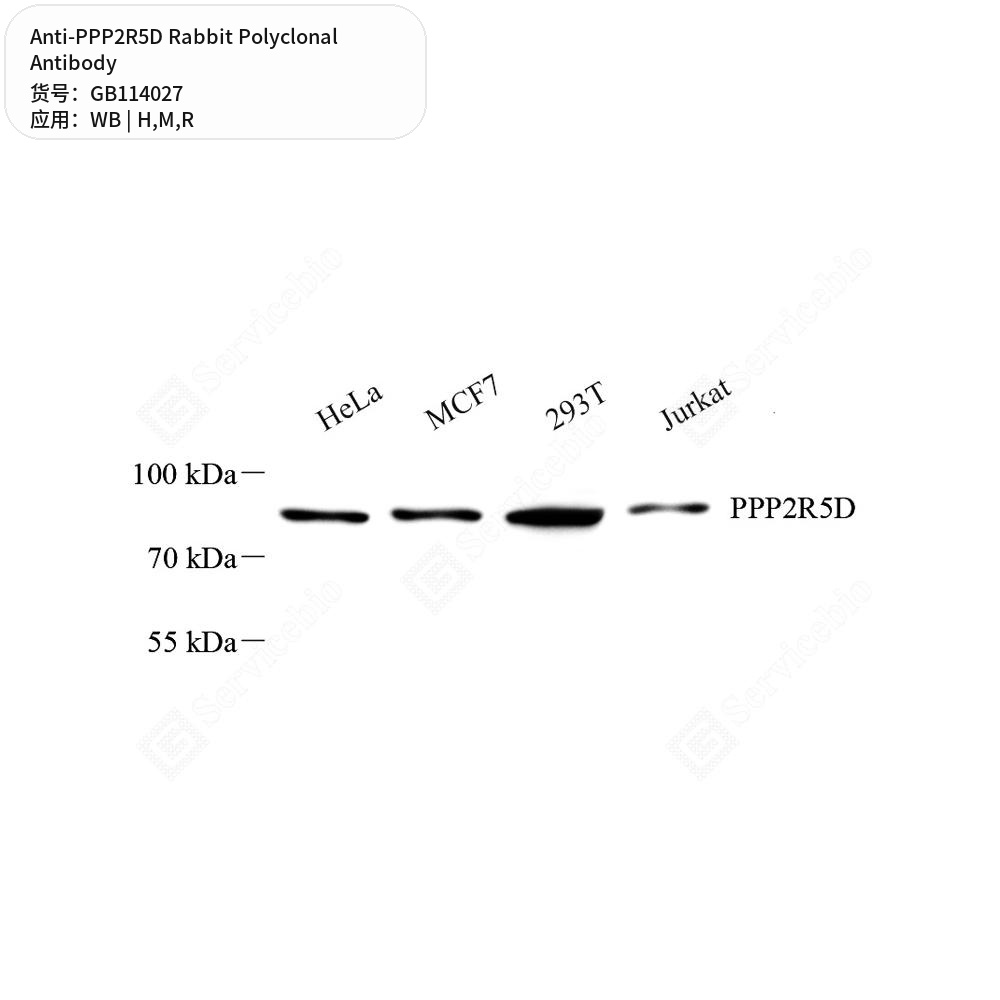 Антитела первичные, поликлональные кролика к PPP2R5D крысы, мыши, человека, 100 мкл