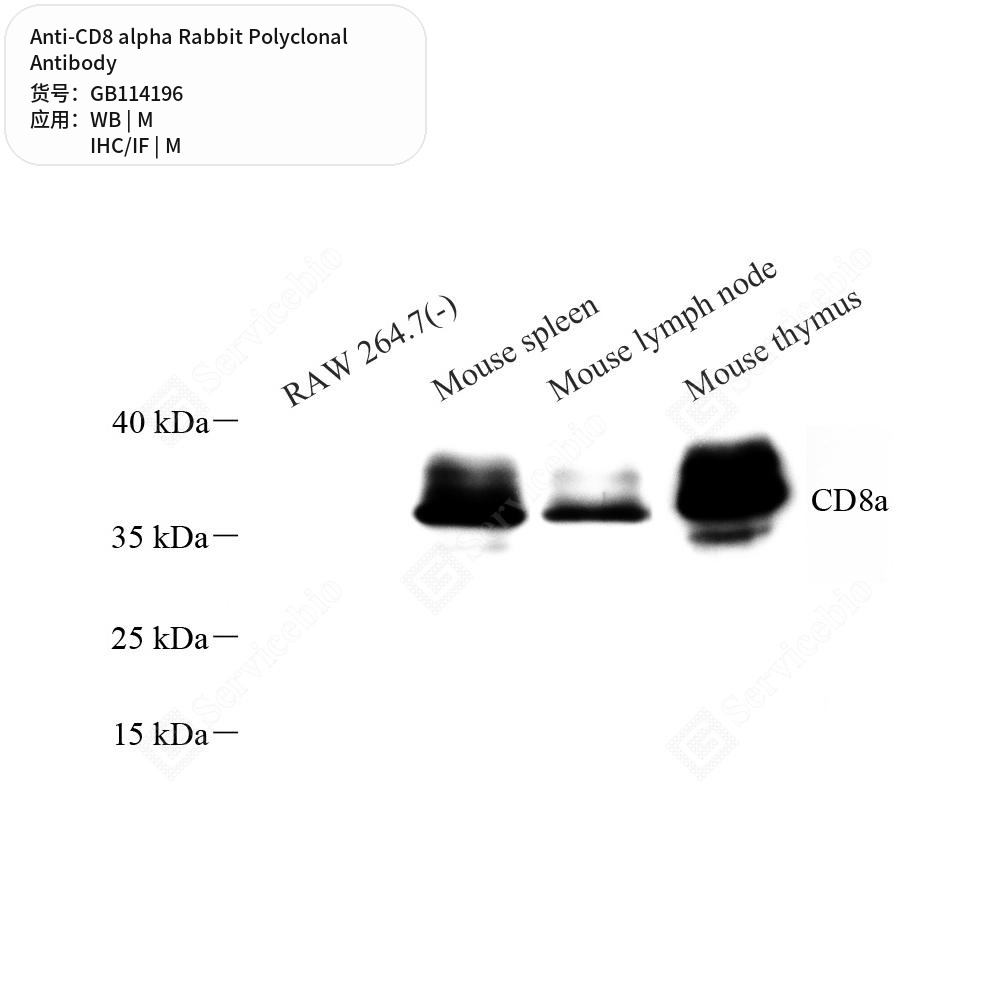 Антитела первичные, поликлональные кролика к CD8 alpha мыши, 50 мкл