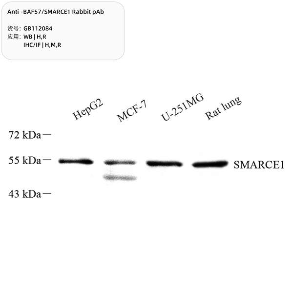 Антитела первичные, поликлональные, BAF57/SMARCE1, 100 мкл