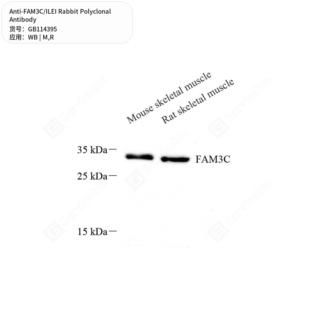 Антитела первичные, поликлональные кролика к FAM3C/ILEI крысы, мыши, 50 мкл