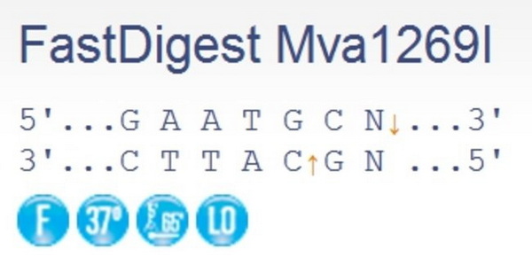 Эндонуклеаза рестрикции ускоренного гидролиза FastDigest Mva1269I (IIs class), 50 реакций