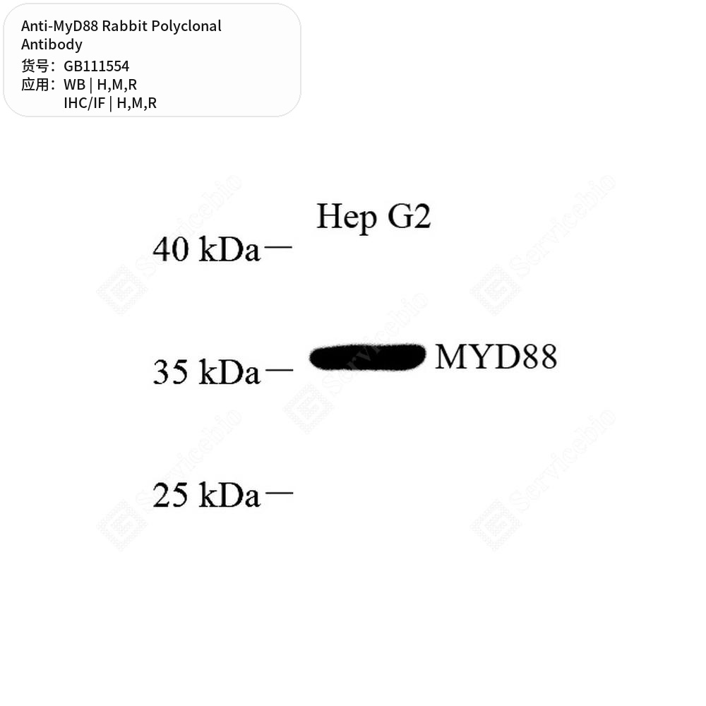 Антитела первичные, поликлональные кролика к MyD88 крысы, мыши, человека, 100 мкл