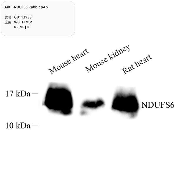 Антитела первичные, поликлональные, NDUFS6, 100 мкл