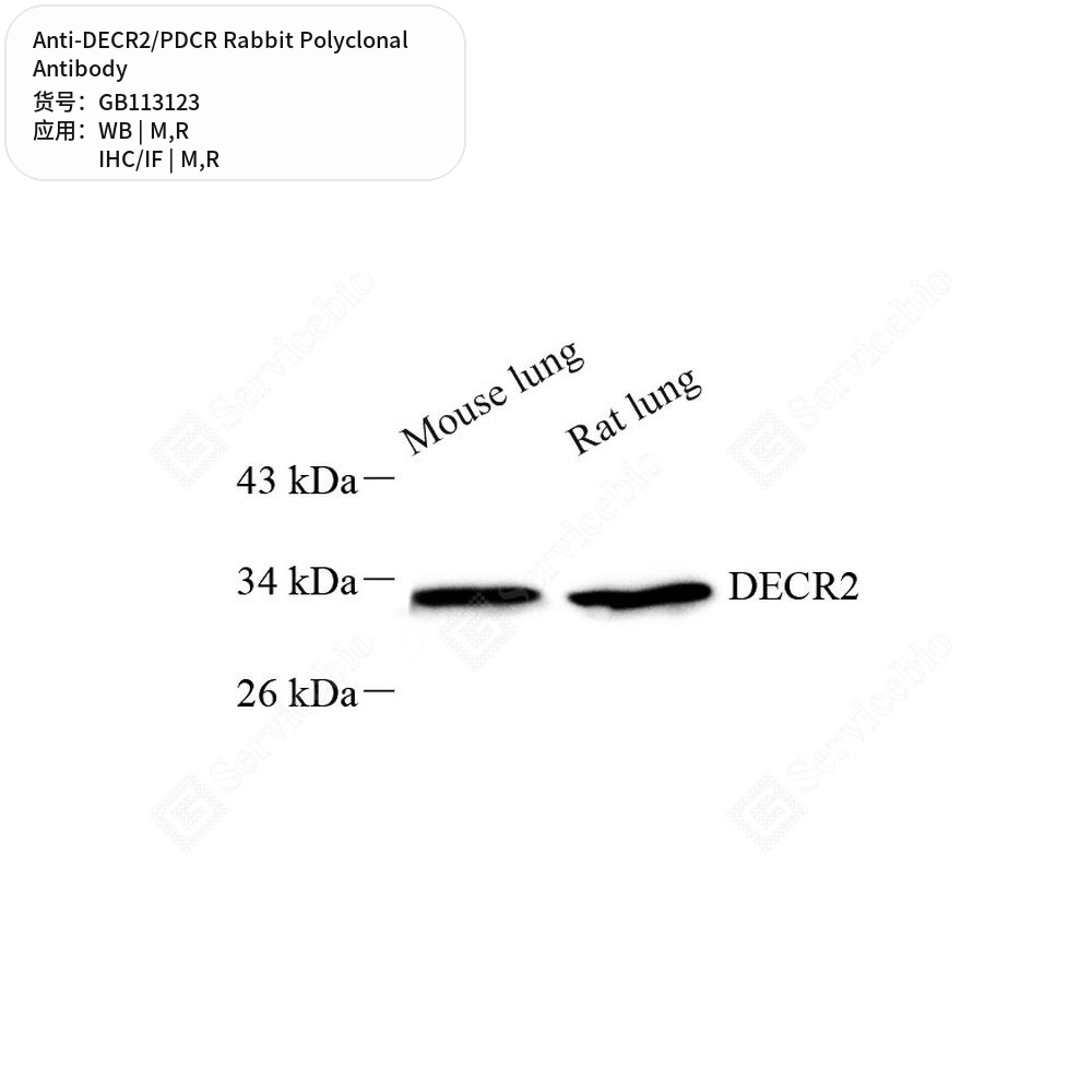 Антитела первичные, поликлональные кролика к DECR2/PDCR крысы, мыши, 50 мкл
