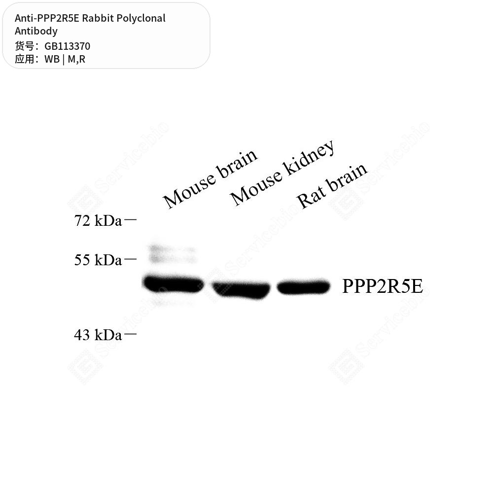 Антитела первичные, поликлональные кролика к PPP2R5E крысы, мыши, 100 мкл