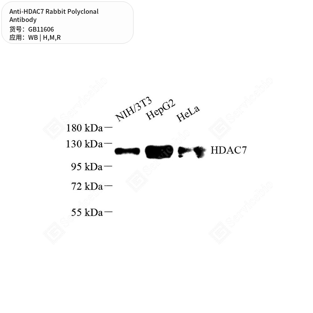 Антитела первичные, поликлональные кролика к HDAC7 крысы, мыши, человека, 100 мкл